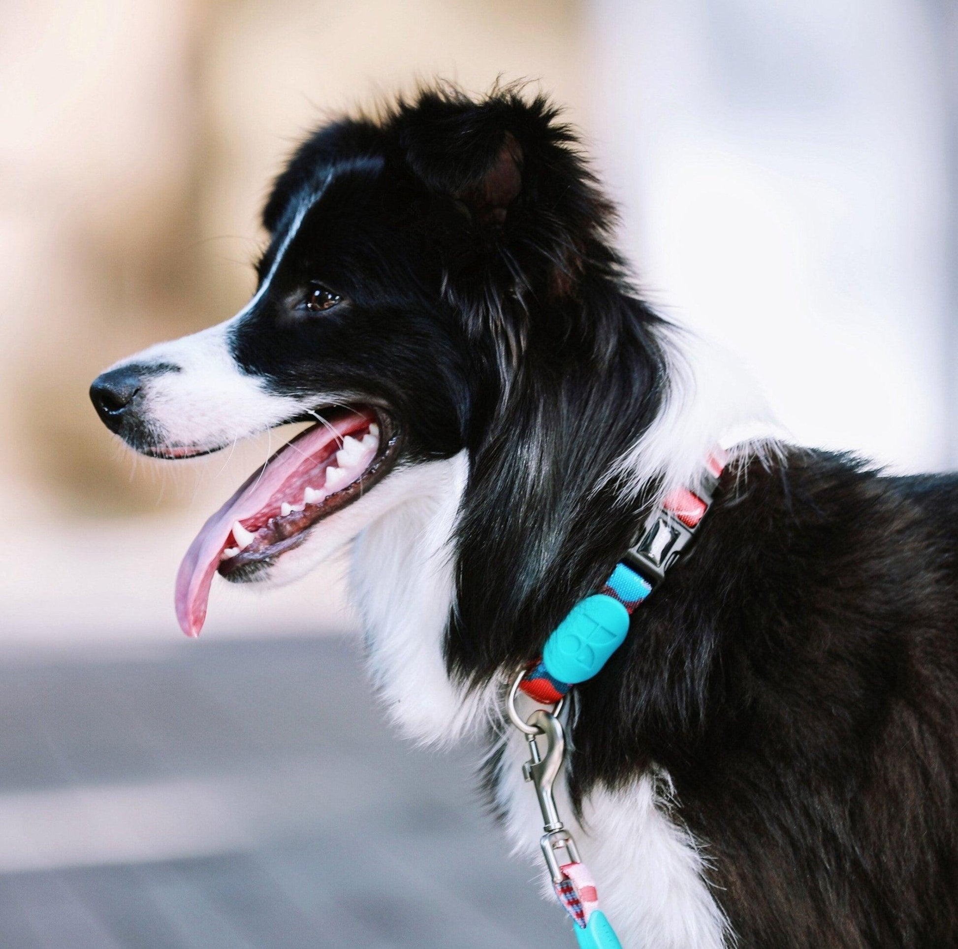 HiDREAM Colorful Series - Dog Colar Bundle Comfortable & Stylish Pet Collar - PetzyMart