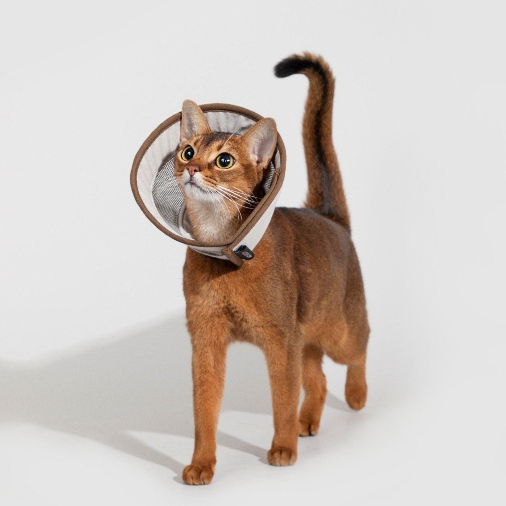 HiDREAM Mesh Elizabethan Circle Protective Headgear - PetzyMart